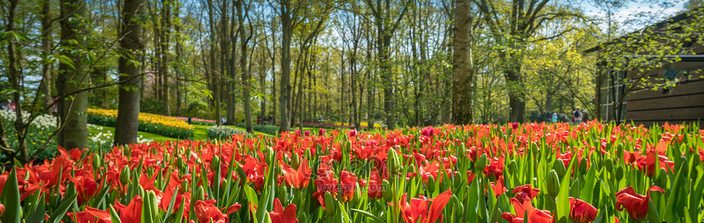 lovepik-tulip-scenery-picture_501613544.jpeg
